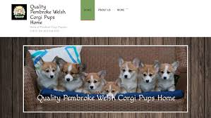 3 female and1 corgi pup for sale! Pet Scam Website Qualitycorgipupshome Com Quality Pembroke Welsh Corgi Pups Home Qualitypembrokewelsh Gmail Com 18042566153