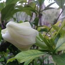 Yunia Tri Widya Rahayu On Instagram Kacapiring Gardenia Jasminoides Adalah Perdu Tahunan Dari Suku Kopi Kopian Atau Rubiaceae Bunga Cantik Berwarna Putih De