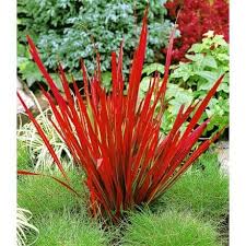 Chinaschilf Red Chief 1 Pflanze Baldur Garten Gmbh Garten Pflanzen Pflanzen Ziergras