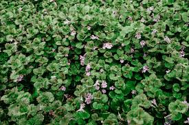 Check spelling or type a new query. Discover How To Treat Difficult Broadleaf Lawn Weeds Elite Lawn Care