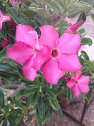 These beautiful wispy flowers range from pale pink to vivid scarlet. Phoenix Az Botanical Gardens Pink Flower Pink Flowers Botanical Gardens Flowers