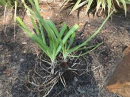 We did not find results for: Divide Agapanthus Now For Spring Blooms By Yvonne Schneider