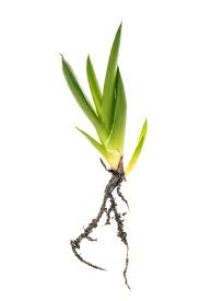 Maybe you would like to learn more about one of these? My Aloe Won T Produce Pups How To Encourage Aloe Vera Pups For Propagation
