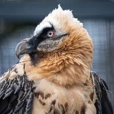 A special edition of the german bird magazine der falke, totally focussed on vultures, has recently been published (in german). Bartgeier Im Anflug Auf Deutschland Panorama