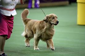 The westminster dog show was hosted in new york city from its inception in 1877 through 2020, but this year the event will take place at the historic lyndhurst estate in tarrytown, new york, and it will be the first westminster dog show to be held outdoors. Tk9ouc8qpsqrxm