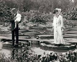 Couple With Child Standing On Victoria Regina Water Lilies In Tower Grove Park Missouri Ca 1900 Photo History Water Lilies