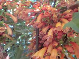 Image result for Halleria lucida