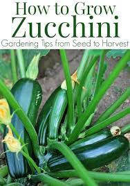 Check spelling or type a new query. How To Grow Zucchini
