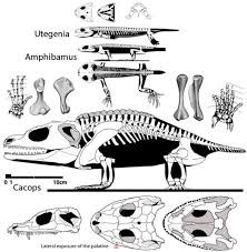 Image result for Toddaliopsis
