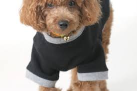 Könntest du nochmal erklären, wie du aus den hundemaßen das schnittmuster gemacht hast? Hundemantel Selber Nahen Anleitung