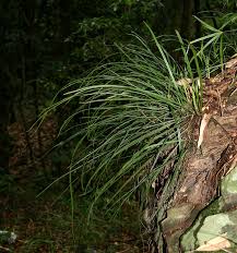 Image result for Vittaria elongata