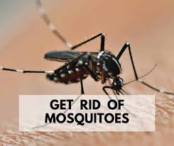 Dealing with itchy bites and the threat of virus and disease isn't very relaxing. 19 Best Ways To Get Rid Of Mosquitoes Naturally Life Is Just Ducky
