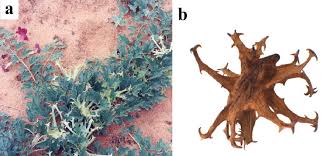 Image result for Harpagophytum procumbens