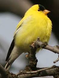 Birds Of Eastern Washington State American Goldfinch Pictures Pet Birds Goldfinch Wild Birds