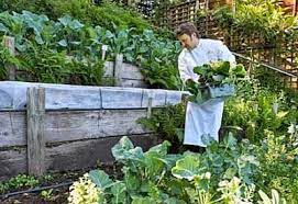 How To Build A Terrace Garden Planet Natural Sloped Garden Sloped Backyard Terrace Garden