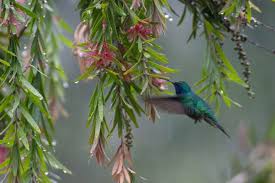 Learn these fun facts about these amazing birds! Costa Rica S 8 Most Beautiful Birds Javi S Travel Blog Go Visit Costa Rica