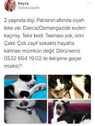 kayip kedi ilani 3283 goren duyan