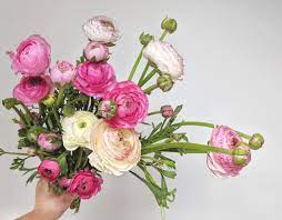 Maybe you would like to learn more about one of these? A Guide To The Best Spring Flowers In Australia Bloombox Co