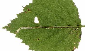 Image result for Stigmella continuella