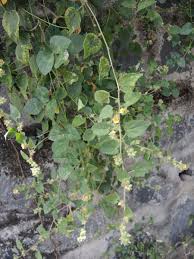 Image result for Sida urens