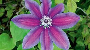 We did not find results for: How To Grow Clematis Stuff Co Nz