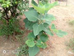 Image result for Ficus fischeri