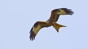 Vordem hieß der vogel ahd. Rostrotes Gefieder Und Gabelschwanz Sind Die Charakteristika Des Rotmilan