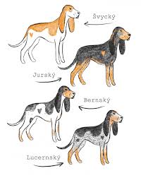 Image result for švycký honič