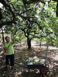 You can take a tour at a plantation: Pomelo Orchard Picture Of Go Chin Pomelo Nature Park Ipoh Tripadvisor