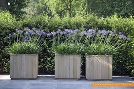 lavendel stadstuin google zoeken tuin hovenieren tuin bloembakken