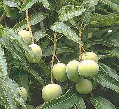 The fruit is actually a ripened ovary that contains one or more seeds for reproduction of the plant. Tree List