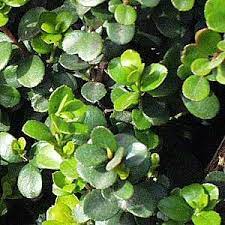 Myrsine Africana African Boxwood Shrub Plants Shrubs Plant Leaves
