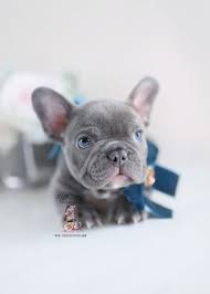 Blue French Bulldog Puppy For Sale South Florida Frenchie Breeder 229 A French Bulldog Puppies Bulldog Puppies Blue French Bulldog Puppies