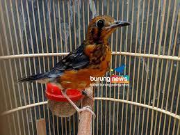 Damdam Permadi Lembang Cara Cespleng Memilih Trotolan Anis Merah Burungnews