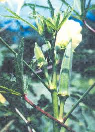 Hanya saja jika anda ingin menanam kacang tanah berbagai jenis dan ukuran, persiapan tanah menjadi sangat penting. Laman Web Rasmi Jabatan Pertanian Sarawak