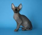 Sphynx cat - Wikipedia