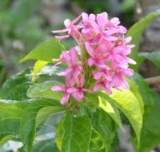 Image result for x Ruttyruspolia 'Phyllis van Heerden'