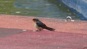 洋燕pacific swallow hirundo tahitica 雀形目燕科燕屬分布於沖繩 琉球 聖托馬斯 本古特 菲律賓 台灣島等地台語統稱 鳦仔拍攝地點 南投埔里鯉魚潭