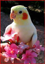 gokkusaginin tum renkleri papaganlar muhabbet kusu turkiye nin en buyuk muhabbet kusu platformu gokkusag beautiful birds pretty birds pet birds