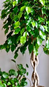 Image result for Ficus