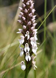 Image result for Brownleea maculata