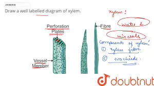 I hope you find them as useful as i do. Draw A Well Labelled Diagram Of Xylem