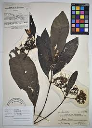 Image result for Pavetta sp. I