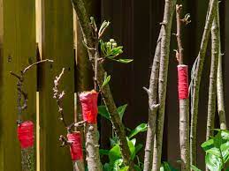 Coronary artery bypass grafting (cabg) is a procedure to improve poor blood flow to the heart. Information About Tree Grafting