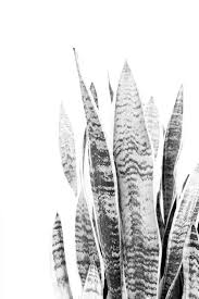 Black And White Plants Aesthetic Digitaldownload Art Snakeplant Homedecor Giftideas Plants Photography Wallart Plant Photography Trendy Plants Plant Art