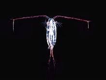 Plankton Wikipedia