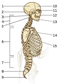 Skeletal system diagram no labels. Free Anatomy Quiz The Axial Skeleton Quiz 2 Side View
