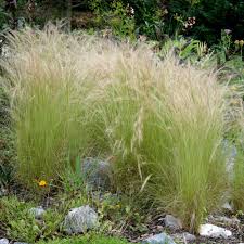 Image result for Stipa