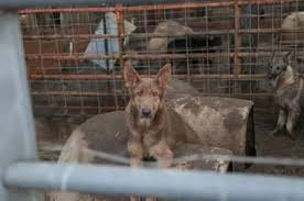 Maybe you would like to learn more about one of these? Hundreds Of German Shepherds Were Rescued From Georgia Puppy Mill The Dodo