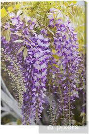 Maybe you would like to learn more about one of these? Quadro Su Tela Grappoli Di Fiori Di Glicine Pixers Viviamo Per Il Cambiamento